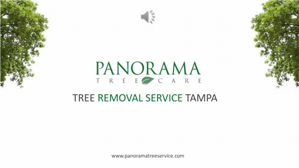 Tree Removal Service in Tampa - Panorama Tree Service