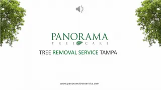 Tree Removal Service in Tampa - Panorama Tree Service - slide 1