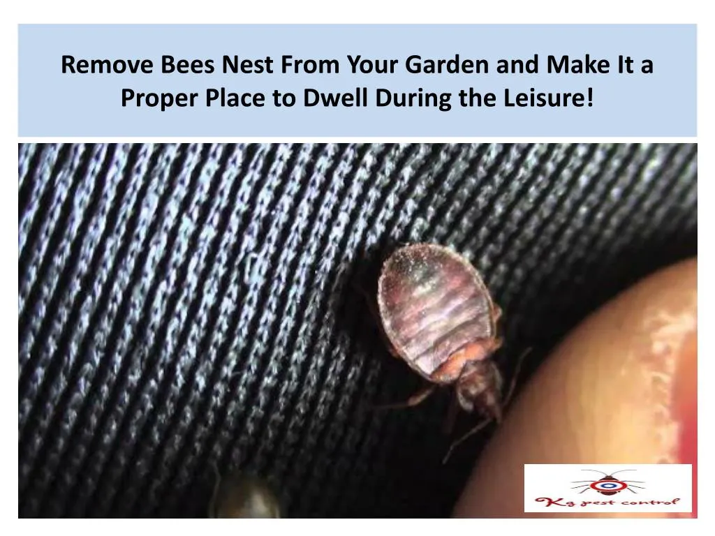 remove bees nest from your garden and make it a proper place to dwell during the leisure