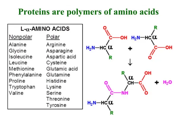 Proteins are polymers of amino acids