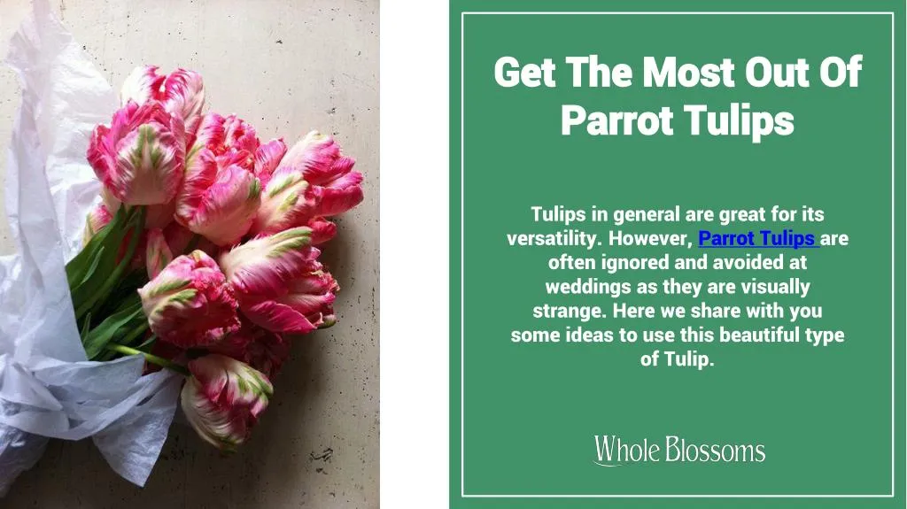 get the most out of parrot tulips