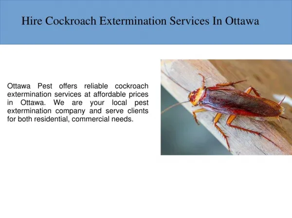 Cockroach Extermination Services In Ottawa