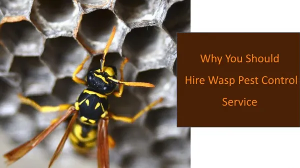 Why You Should Hire Wasp Pest Control Service