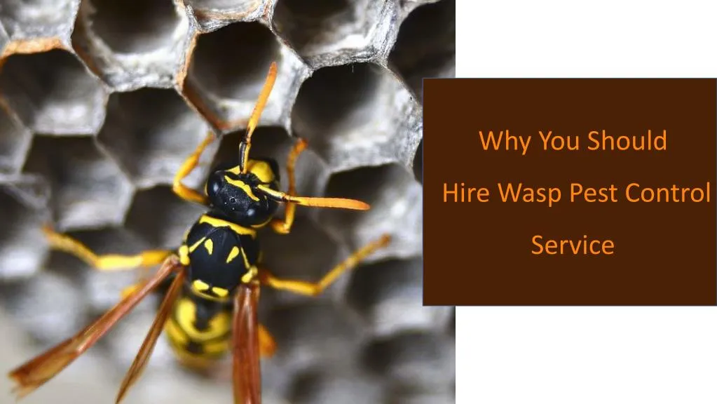 why you should hire wasp pest control service