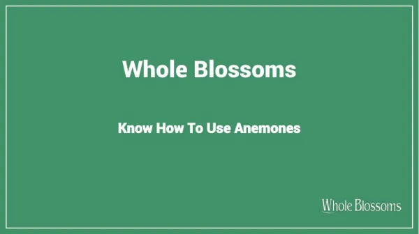 Know How to Use Anemone Color Flowers