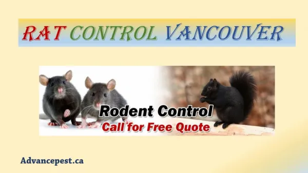 Rat Control Vancouver - Advancepest