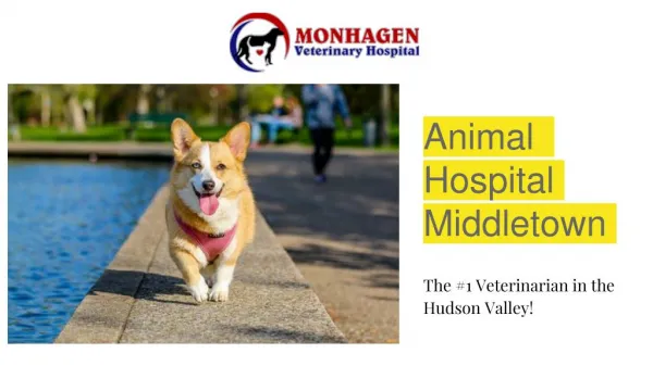 #1 Animal Hospital in Middletown