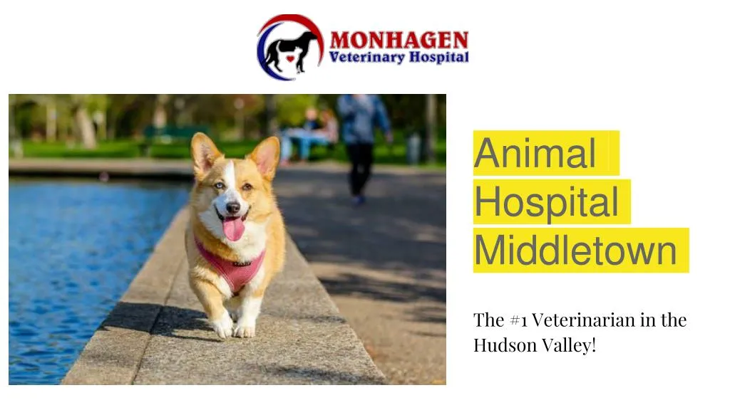 animal hospital middletown