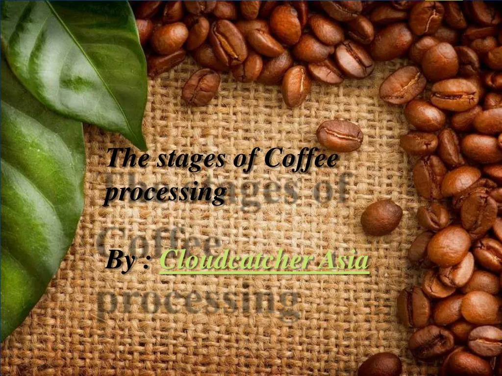 the stag e s of coffee processing by cloudcatcher