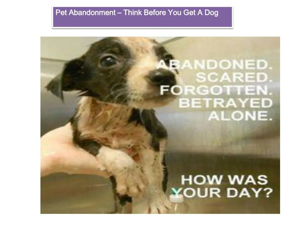 pet abandonment think before you get a dog