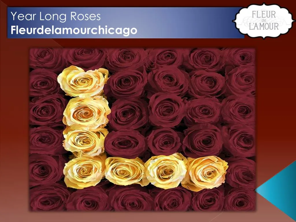 year long roses fleurdelamourchicago