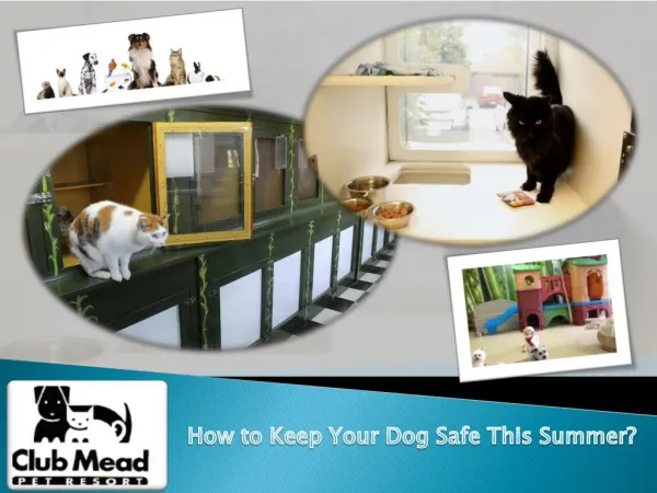 How to Keep Your Dog Safe This Summer?