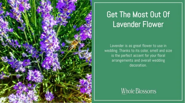 Get the best lavender for sale for decor you wedding