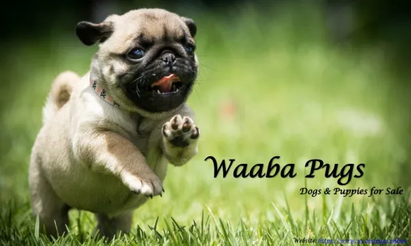 Waabapugs Dogs & Puppies for Sale - Waaba Pugs