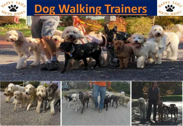 Dog Walking Trainers in New Jersey