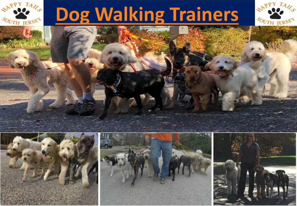 dog walking trainers