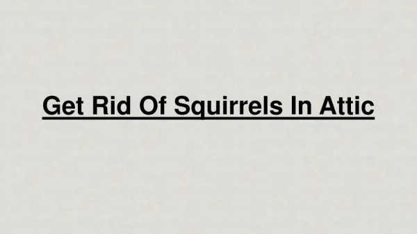 Get Rid Of Squirrels In Attic