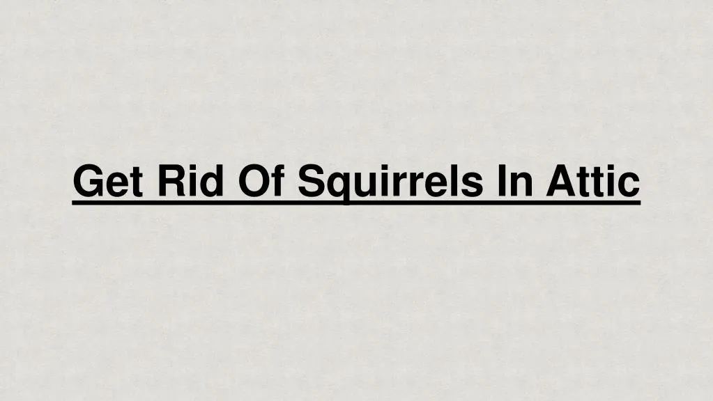 get rid of squirrels in attic