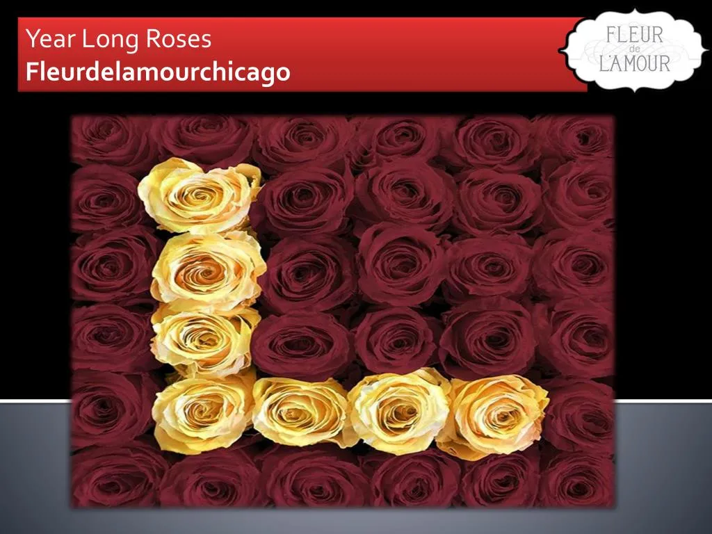 year long roses fleurdelamourchicago