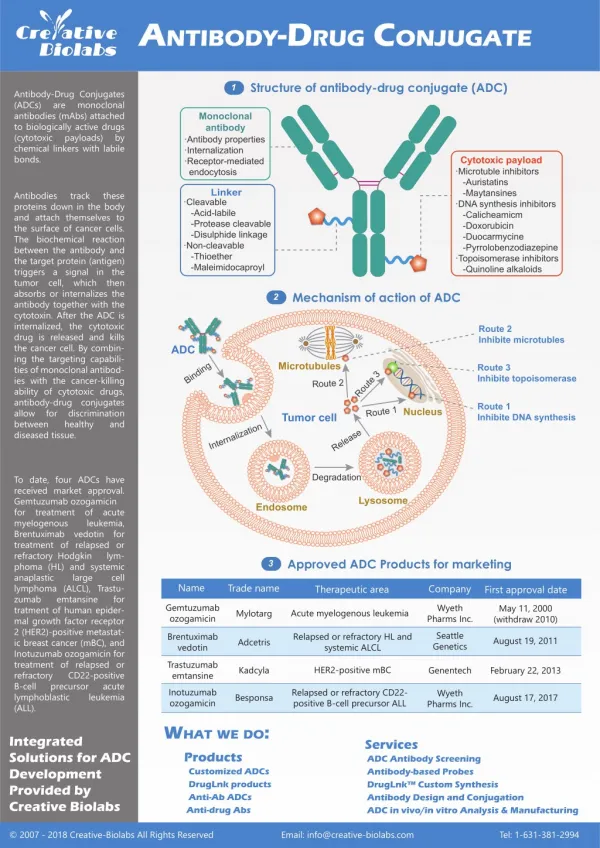 A Brief Introduction of Antibody Drug Conjugate