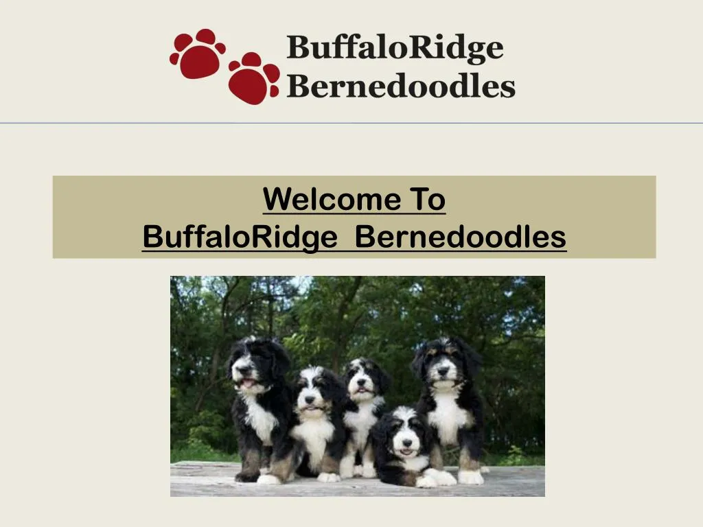 welcome to buffaloridge bernedoodles
