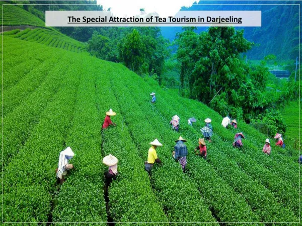The Special Attraction of Tea Tourism in Darjeeling