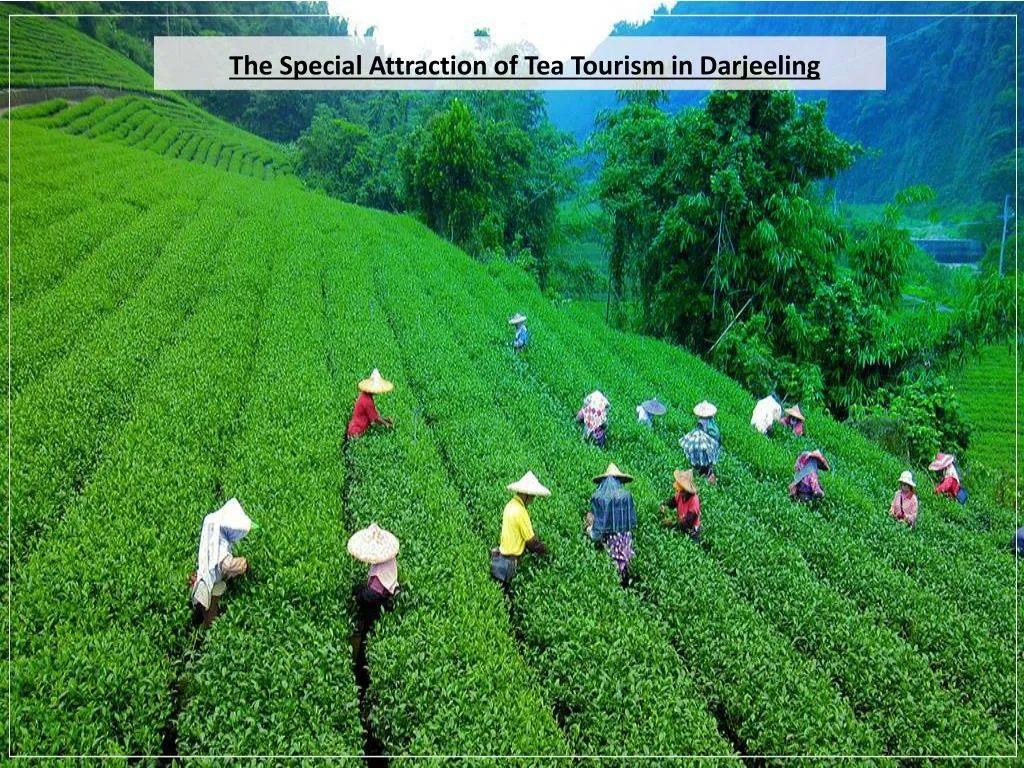 the special attraction of tea tourism