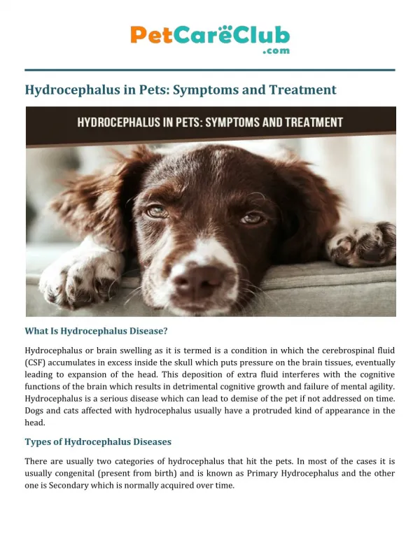 Hydrocephalus in Pets-Symptoms And Treatment