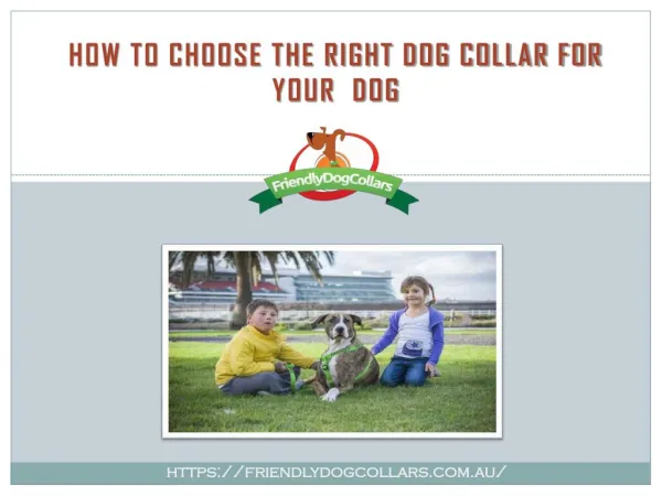 How to Choose Right Dog Collars for your Dog | Friendly Dog Collars