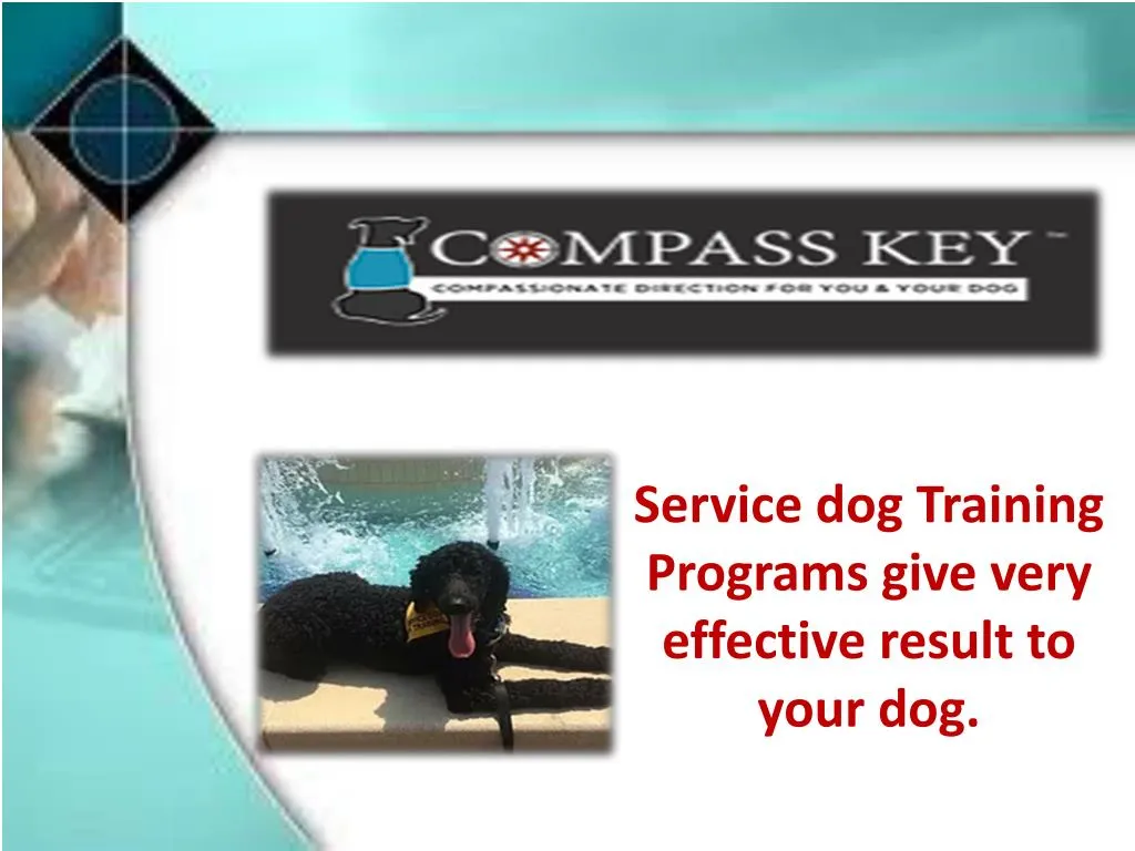 service dog training programs give very effective result to your dog
