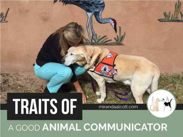 Qualities to Look for in a Pet Communicator in Los Angeles