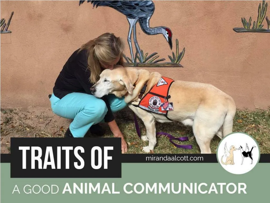 traits of a good animal communicator