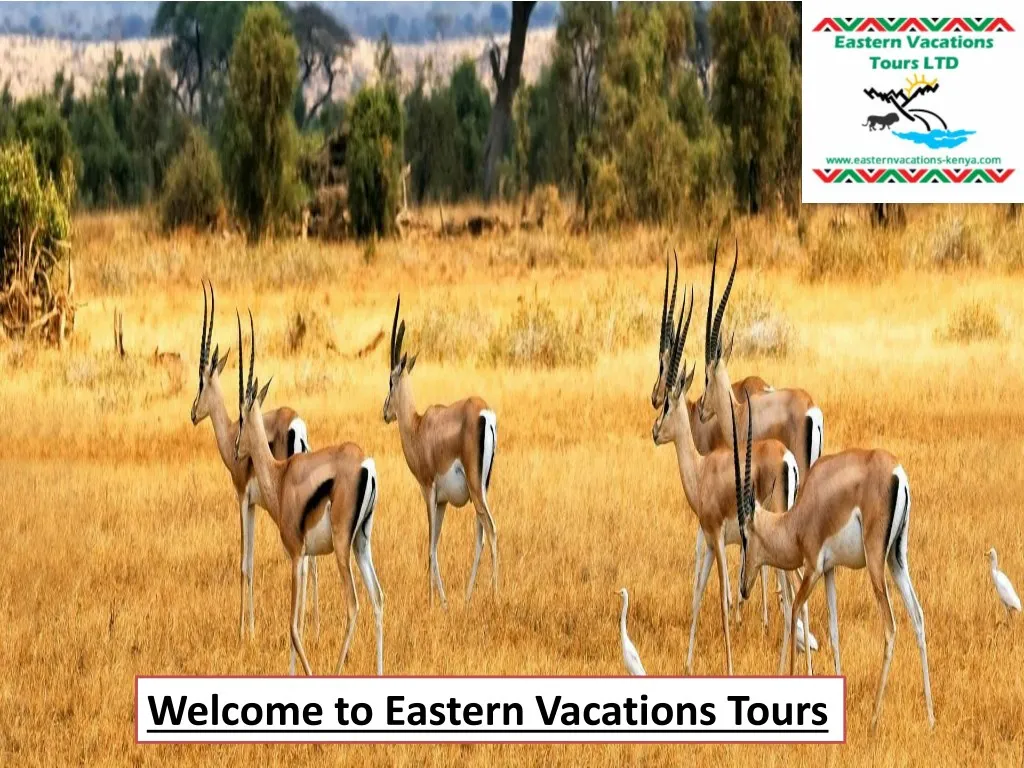welcome to eastern vacations tours