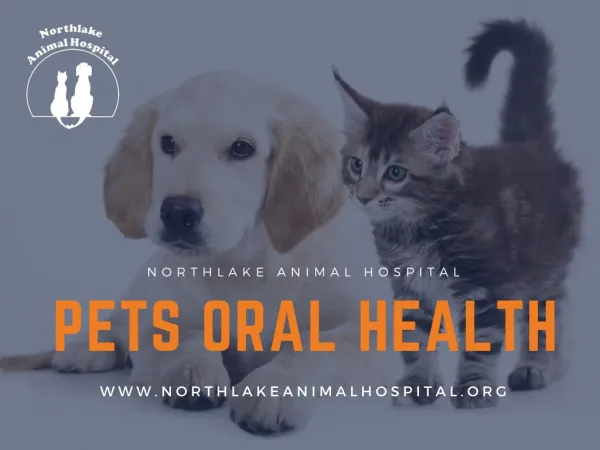 Dental Care Guidelines for Your Pets