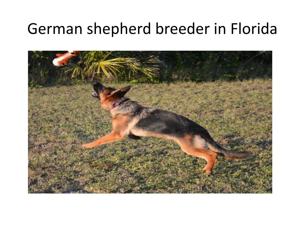 german shepherd breeder in florida
