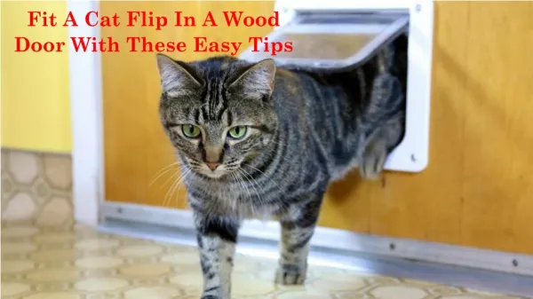 Fit A Cat Flip In A Wood Door With These Easy Tips