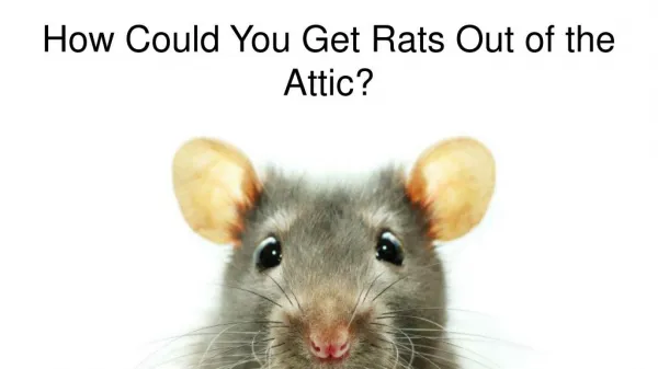 How Could You Get Rats Out of the Attic