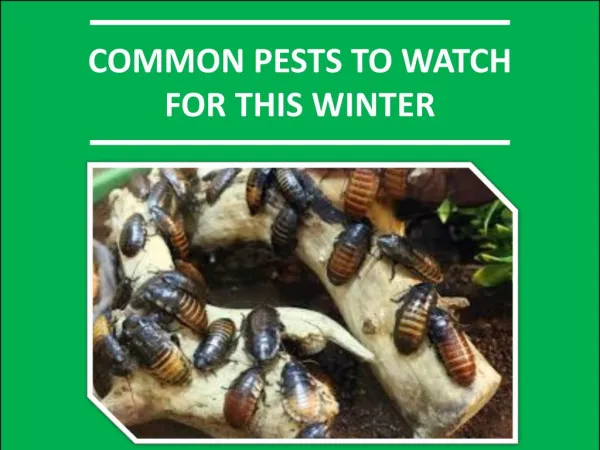 Stop Pest Invasion in Winter with Pest Control Sydney