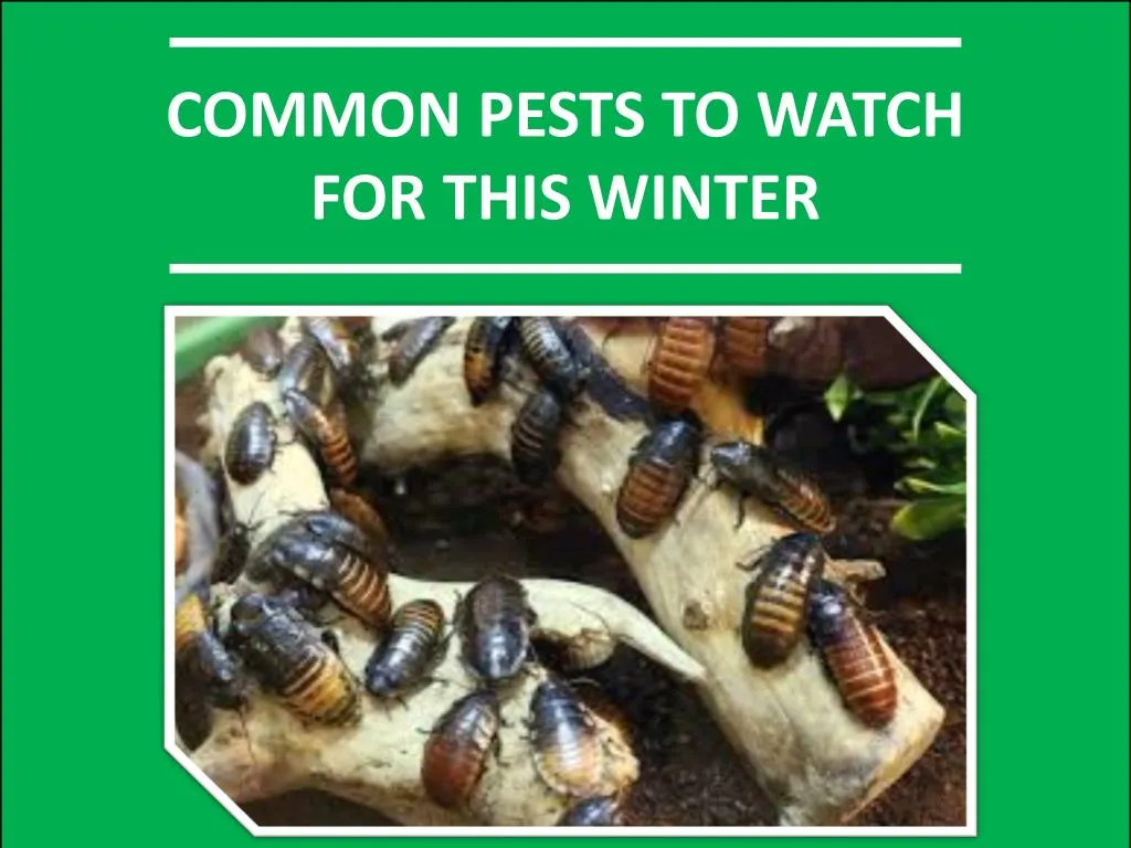 common pests to watch for this winter