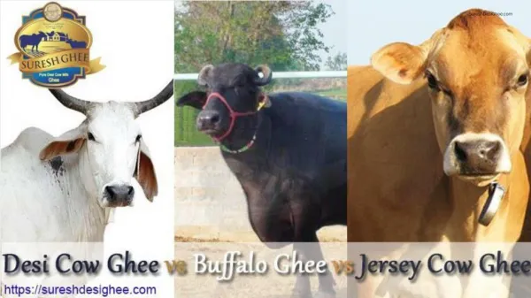 SureshDesiGhee - Desi Cow Ghee vs Buffalo Ghee vs Jersey Cow Ghee