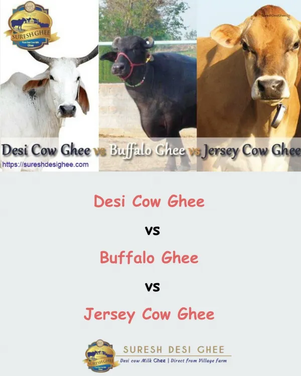 Desi Cow Ghee vs Buffalo Ghee vs Jersey Cow Ghee - SureshDesiGhee