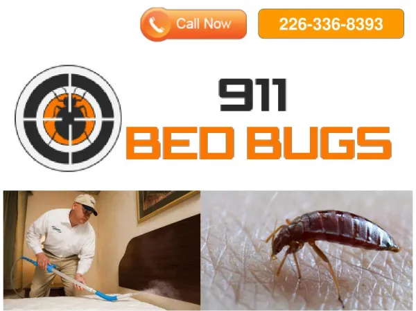 Bed Bug Kitchener