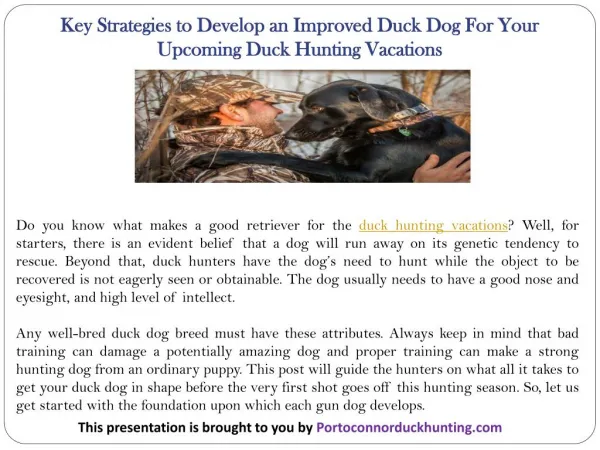 Key Strategies to Develop an Improved Duck Dog For Your Upcoming Duck Hunting Vacations