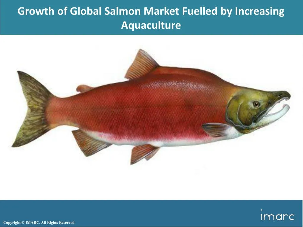 growth of global salmon market fuelled