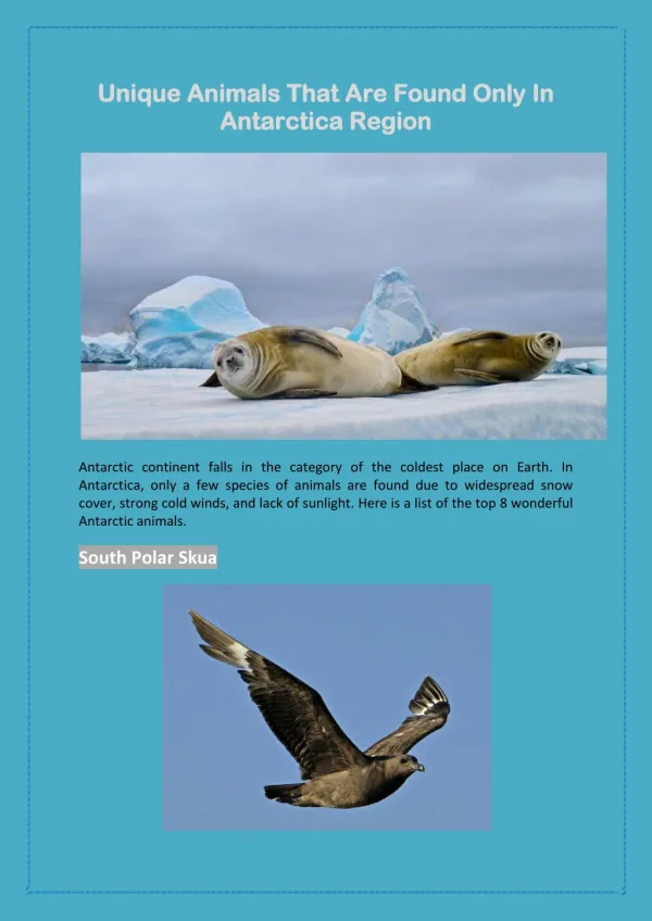 Part 2: Unique Animals That Are Found Only In Antarctica Region