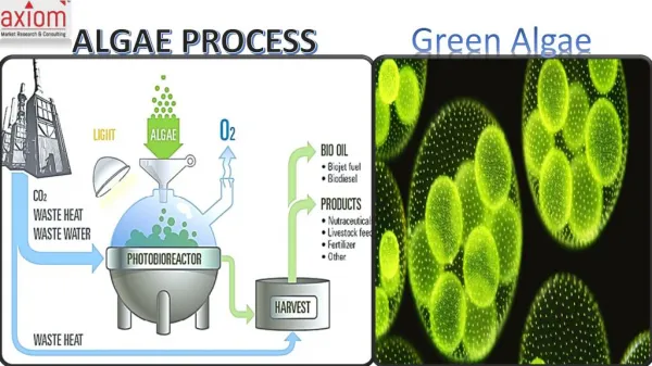 Algae Products Market Outlook 2018 Globally, Geographical Segmentation, Industry Size & Share, Comprehensive Analysis to