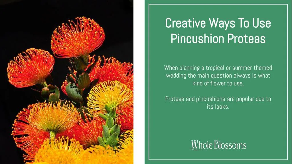 creative ways to use pincushion proteas