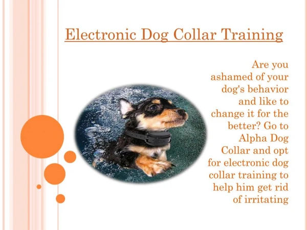 electronic dog collar training