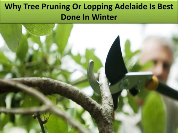 Why Tree Pruning Or Lopping Adelaide Is Best Done In Winter