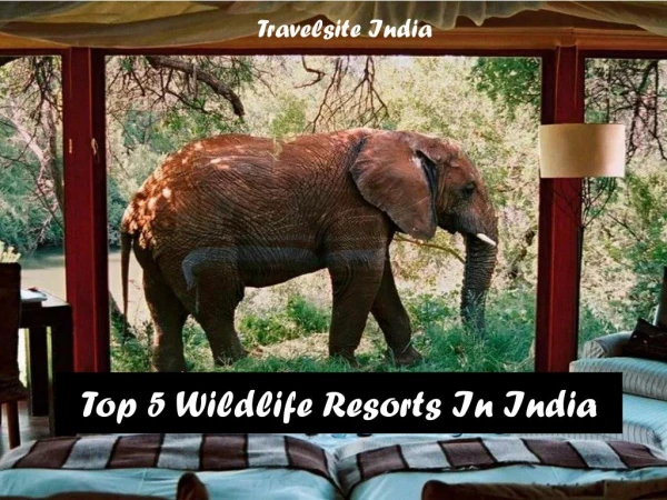 Top 5 Wildlife Resorts In India - Jungle Resorts In India